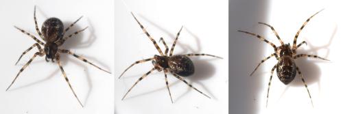 Réf. 307 745 : Lepthyphantes minutus